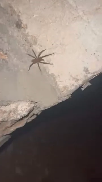 Elazığ&rsquo;da zehirli sarıkız &ouml;r&uuml;mceği g&ouml;r&uuml;ld&uuml;
