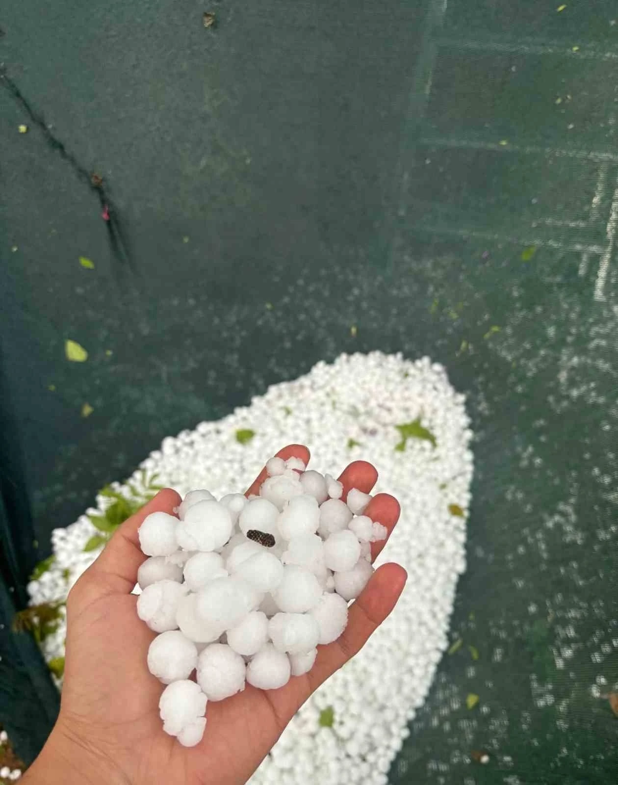 Elazığ’ın yüksek kesimlerinde dolu etkili oldu
