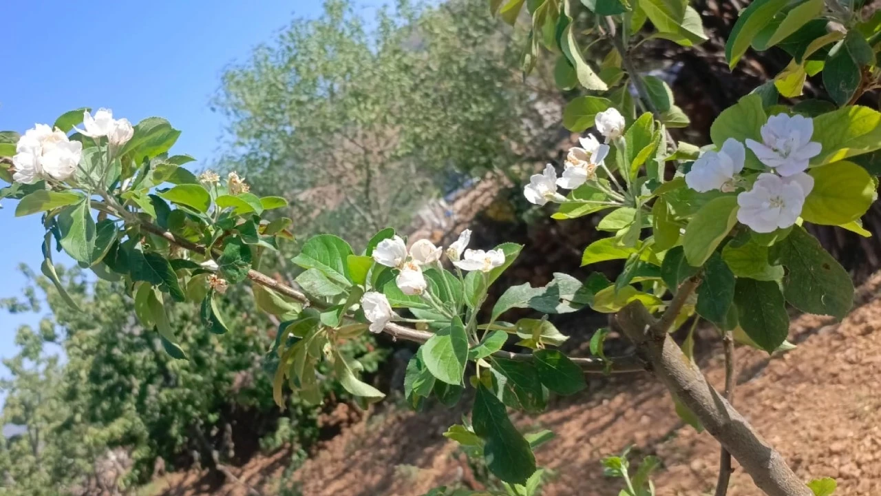 Elma ağaçları Ağustos’ta çiçek açtı
