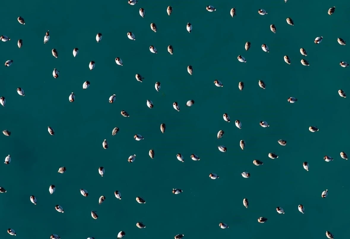 Elmabaş patka &ouml;rdekleri Salda G&ouml;l&uuml;&rsquo;nde havadan g&ouml;r&uuml;nt&uuml;lendi
