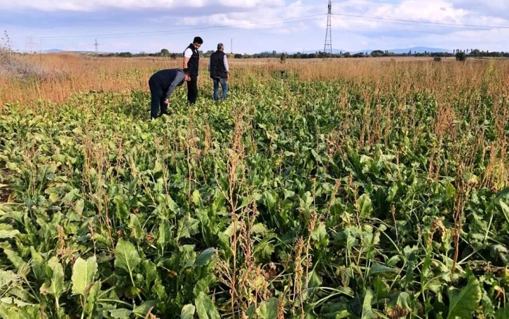 Emet&rsquo;te şekerpancarı ekili alanlar kontrol edildi
