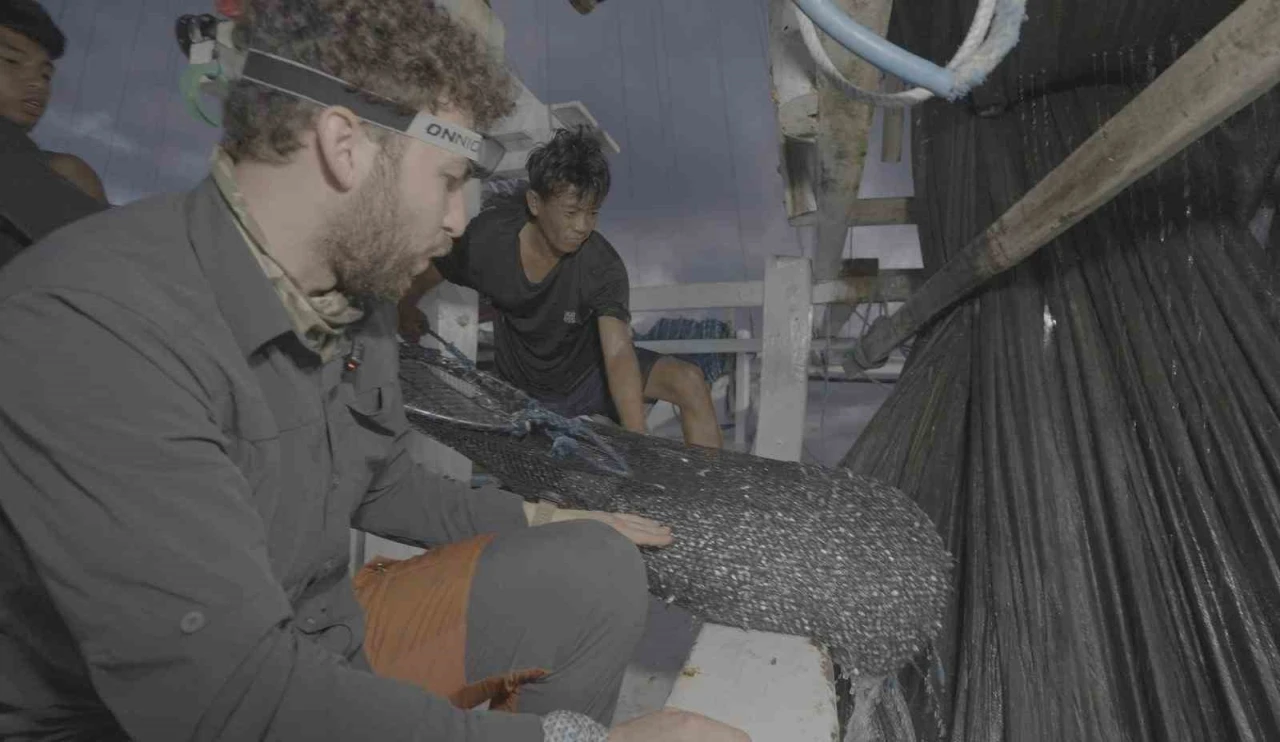 Endonezya’da ağlara takılan balina köpekbalığı uzun uğraşlar sonucu kurtarıldı
