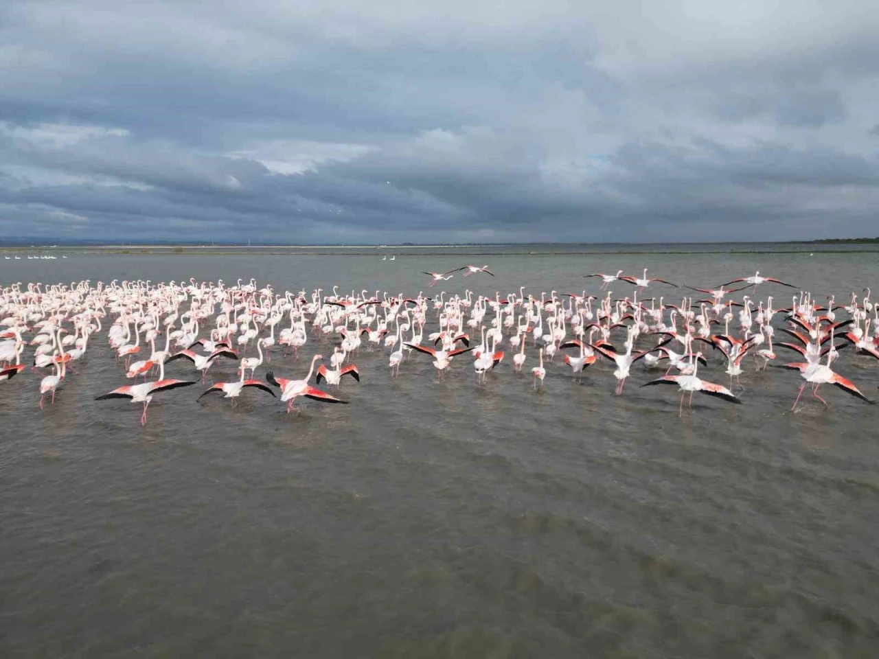 Enez Gala G&ouml;l&uuml; flamingolara ev sahipliği yapıyor
