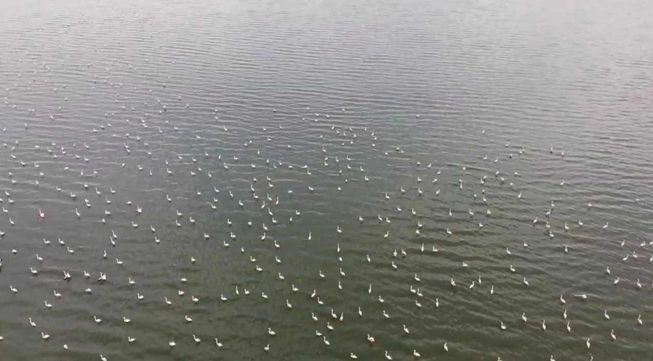 Erçek Gölü’nün narin misafirleri flamingolar gelmeye başladı

