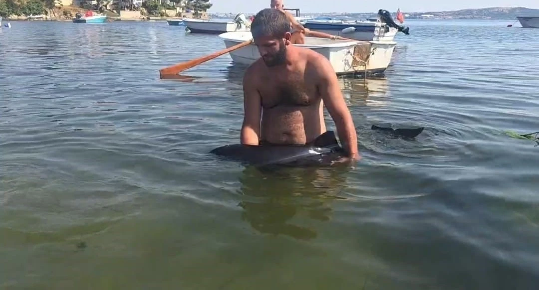 Erdek&rsquo;te karaya vuran yavru yunus seferberliği
