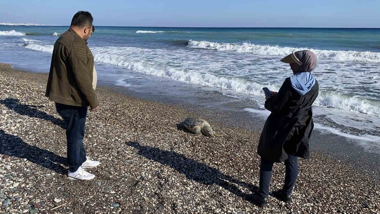 Erdemli sahilinde &uuml;z&uuml;c&uuml; manzara: 2 g&uuml;nde 2 caretta caretta telef oldu
