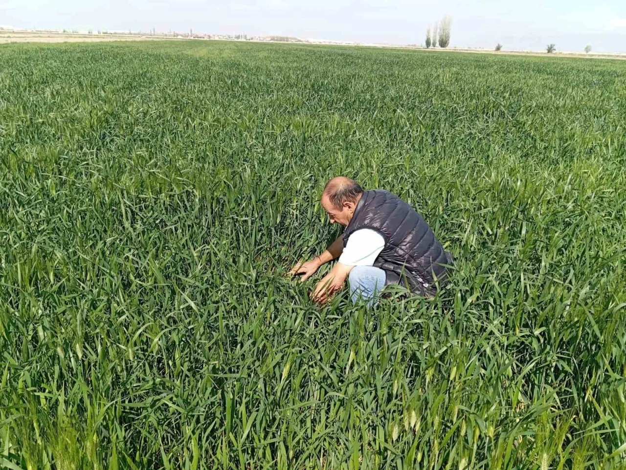 Ereğli’de süne kımıl sürvey çalışmaları başladı
