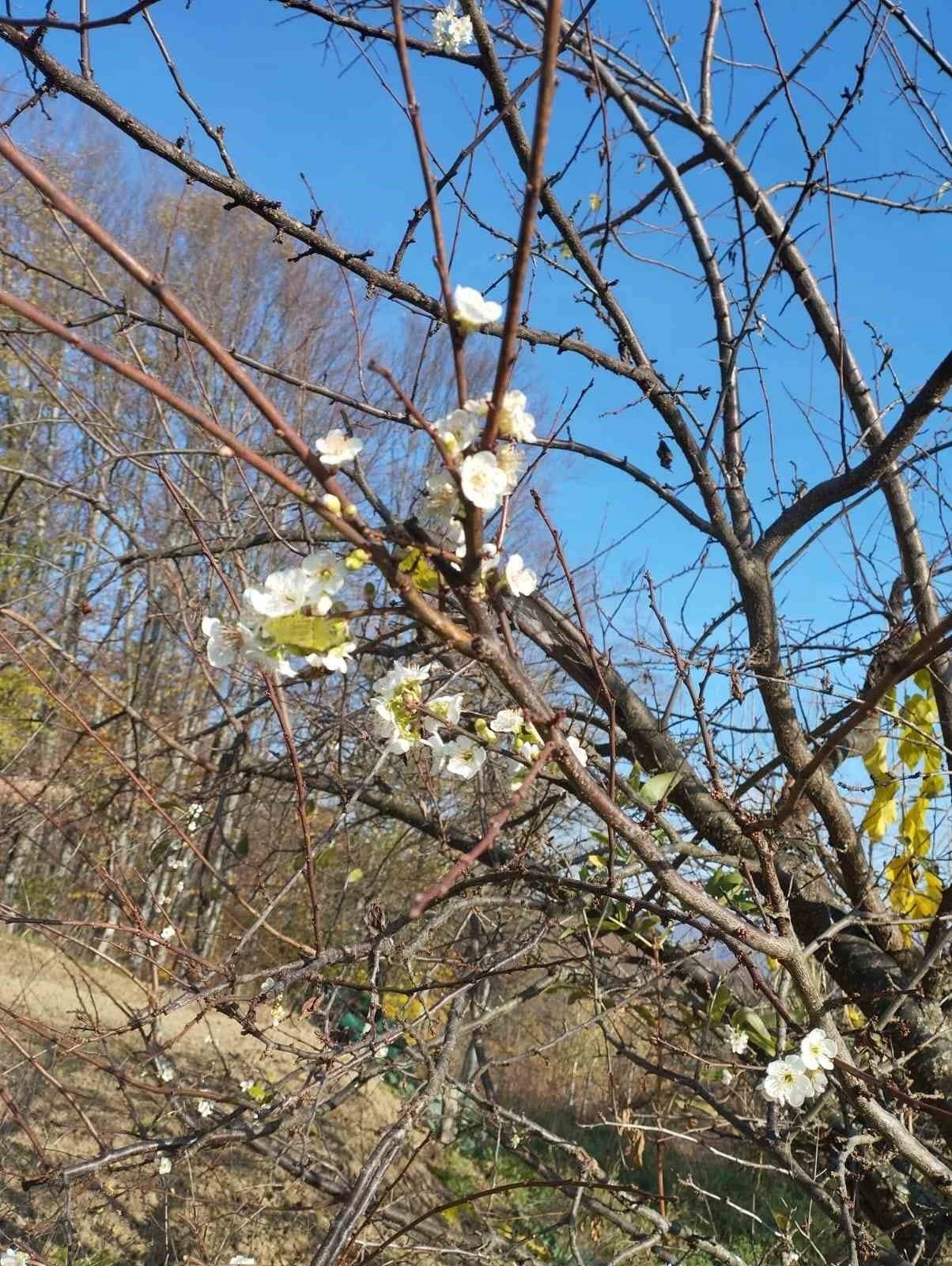 Erik ağacı Aralık ayında çiçek açtı
