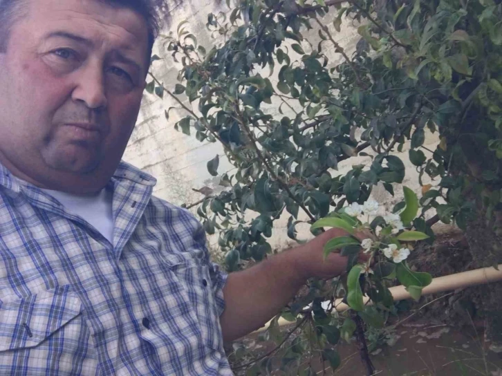 Erik ve kirazdan sonra şimdi de armut ağacı &ccedil;i&ccedil;ek a&ccedil;tı
