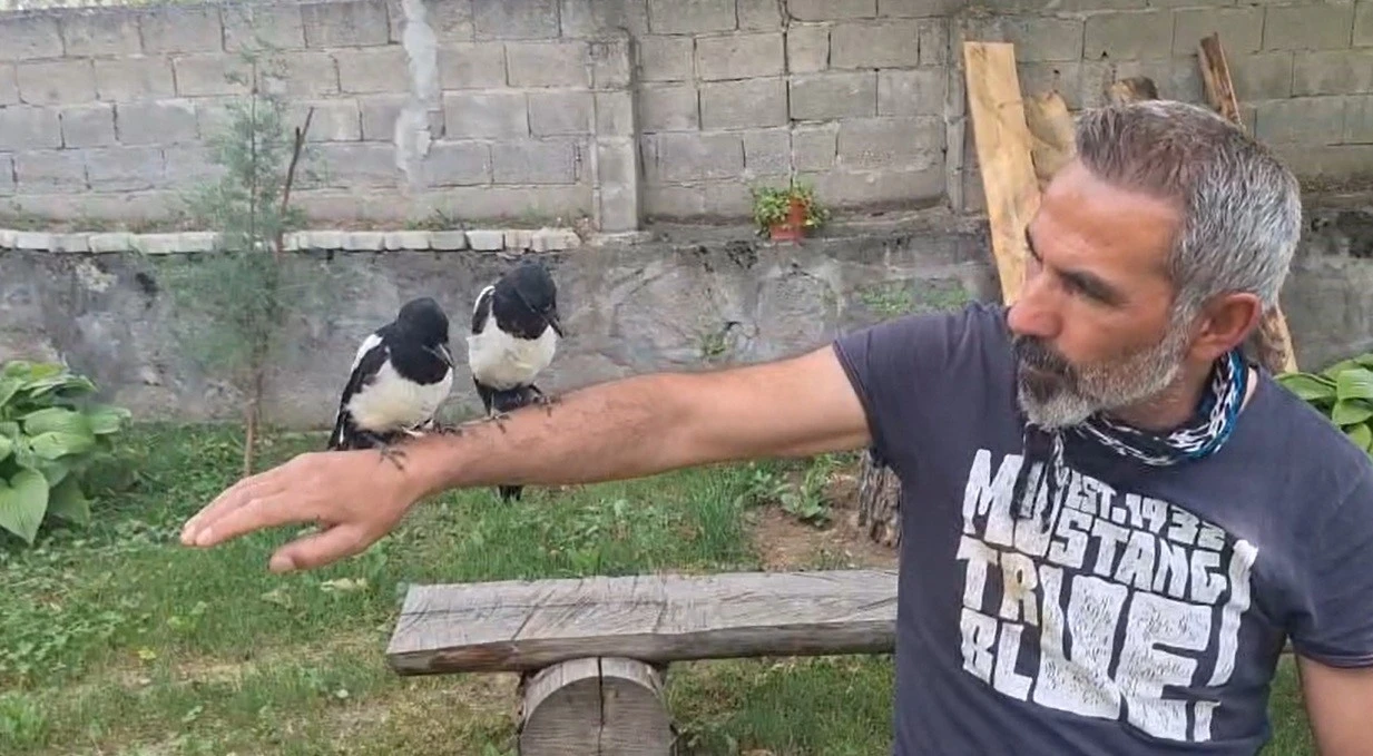 Erzincan&rsquo;da ağa&ccedil;tan d&uuml;şen yavru kuşları sahiplenerek doğaya kazandırıyor
