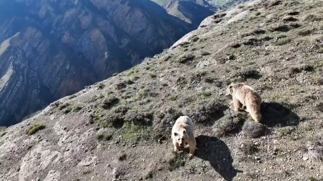 Erzincan&rsquo;da ayı saldırısında yaralanan kişi ameliyata alındı
