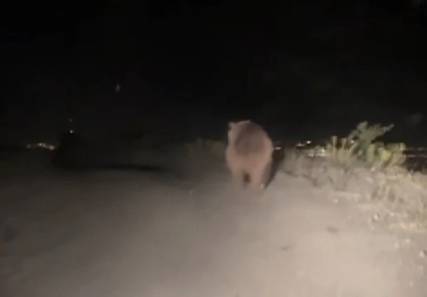 Erzincan’da boz ayı yola indi
