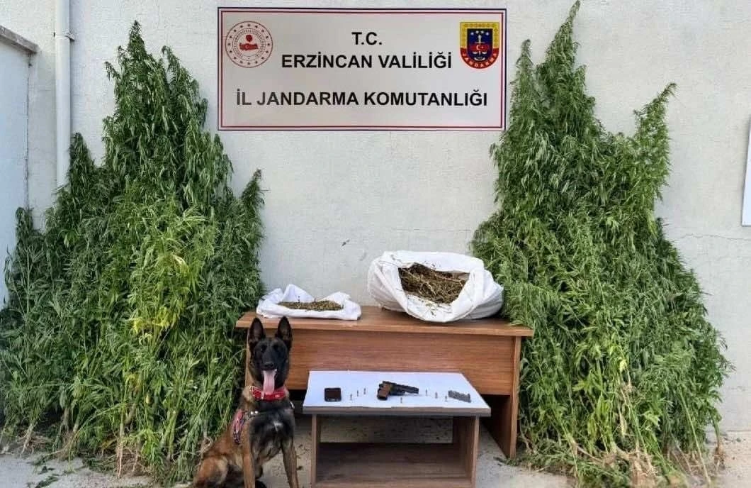Erzincan’da jandarmadan kenevir operasyonu
