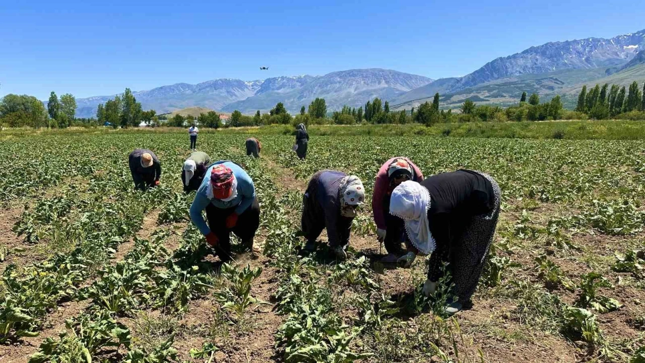 Erzincan&rsquo;da kadın tarım iş&ccedil;ileri kavurucu sıcakta pancar mesaisi yapıyor
