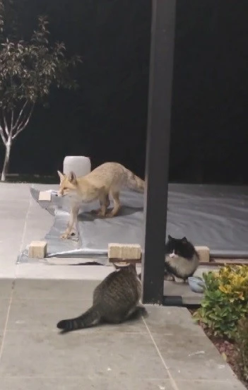 Erzincan&rsquo;da kedilerin mamasına g&ouml;z diken tilki kedinin saldırısına uğradı
