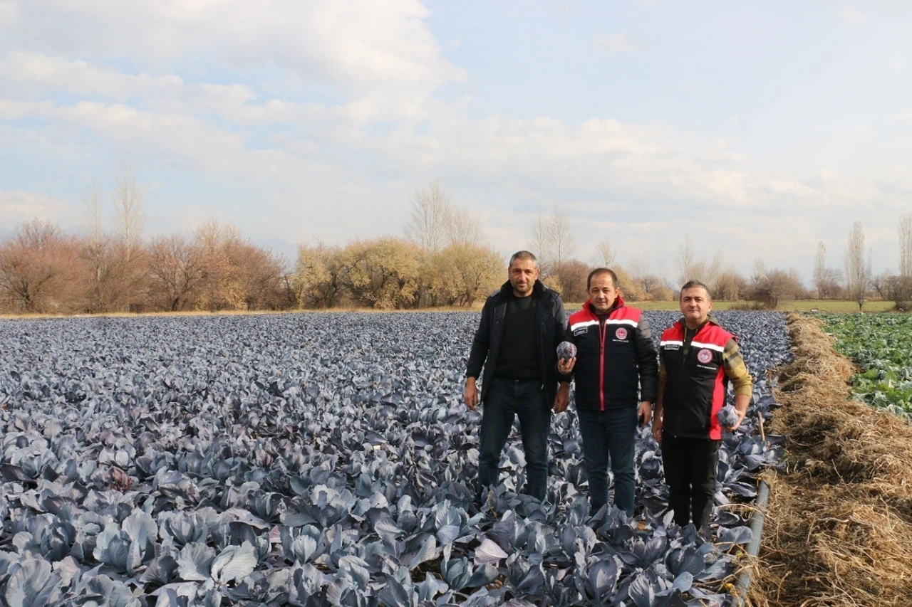 Erzincan&rsquo;da kış ortasında sebze hasadı
