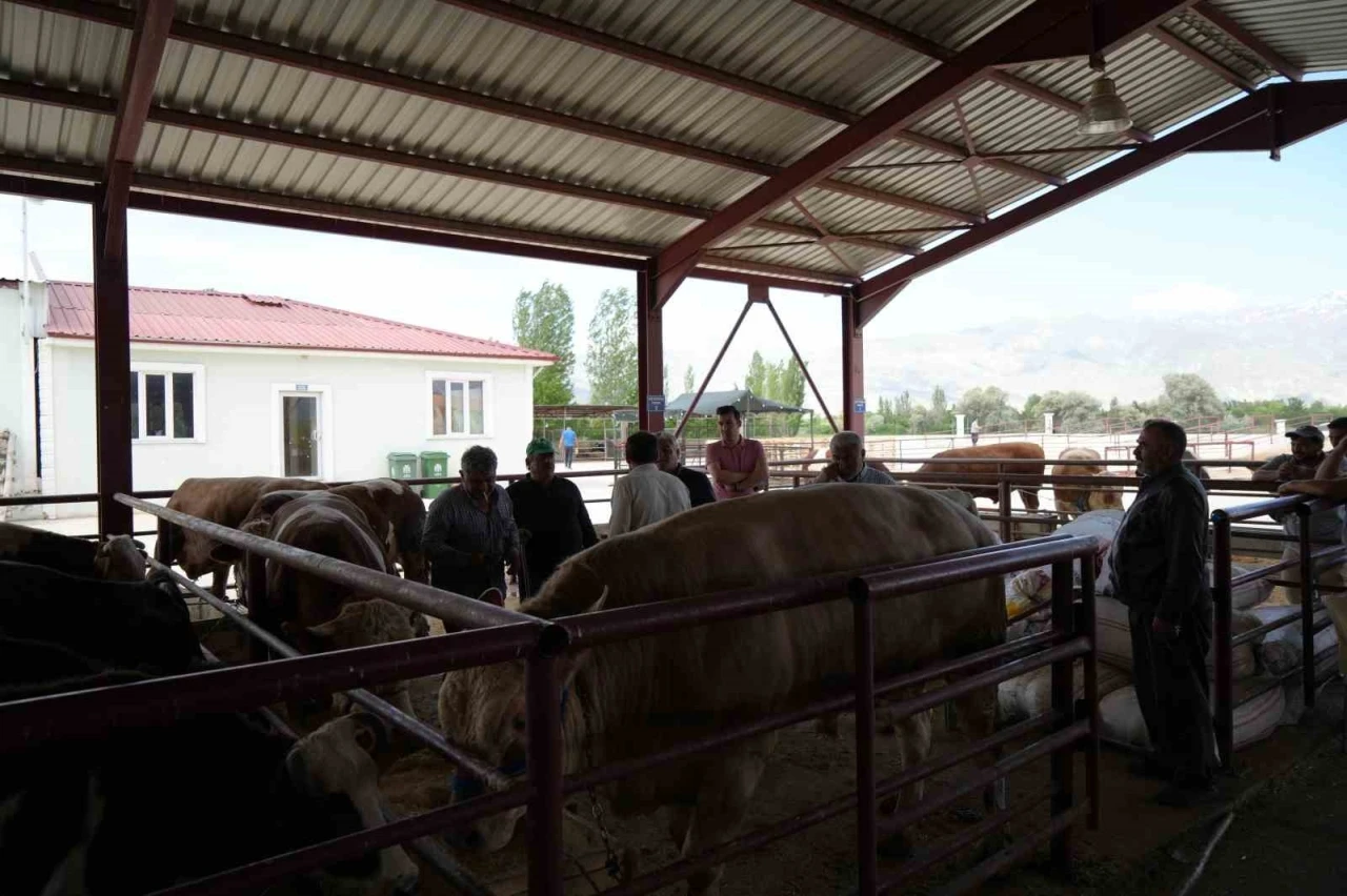 Erzincan’da Kurban Bayramı hareketliliği başladı: Hayvan pazarı sıkı pazarlıklara sahne oldu
