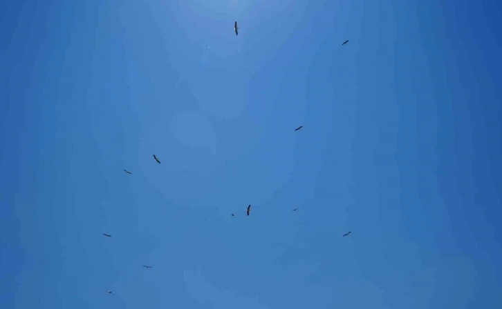 Erzincan’da leyleklerin erken göçü