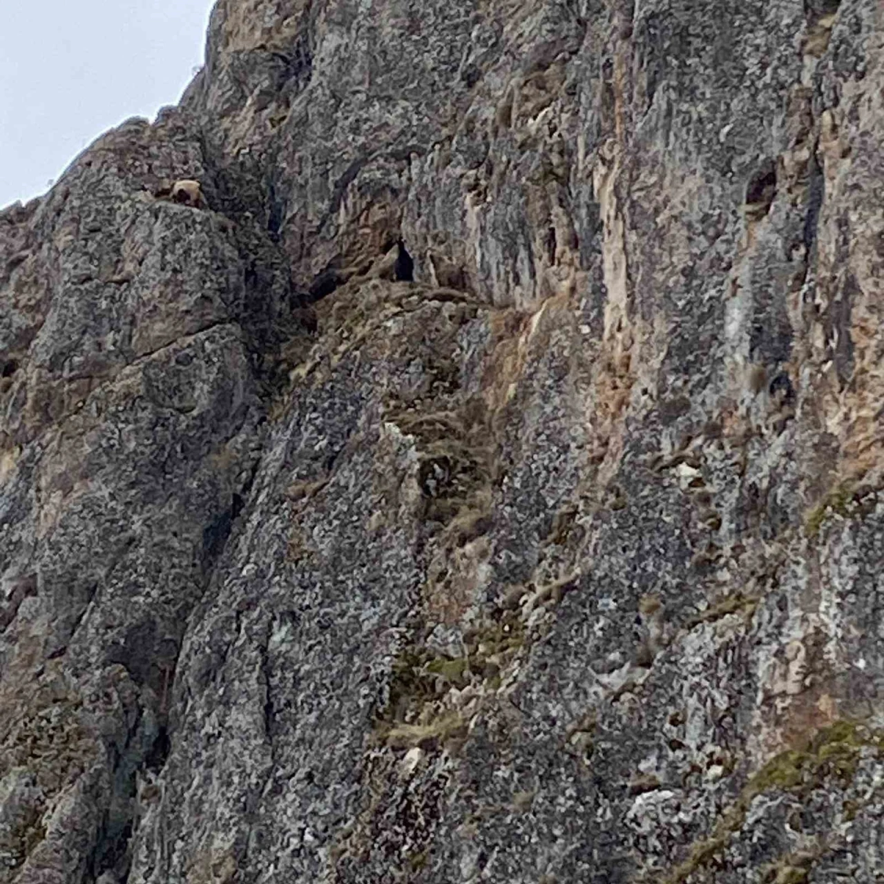 Erzincan’da mahsur kalan keçiler için JAK ve AFAD seferber oldu
