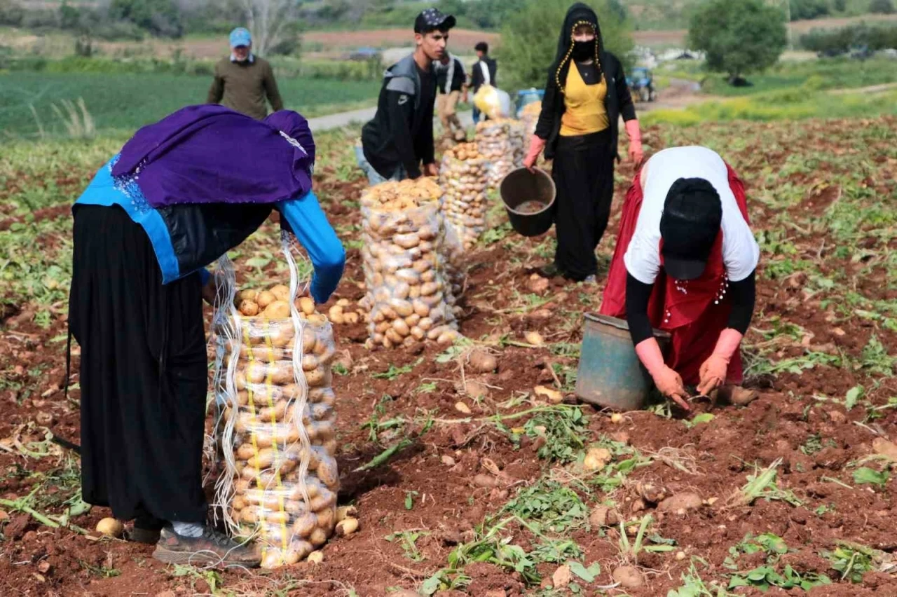 Erzincan’da patates hasadı başladı