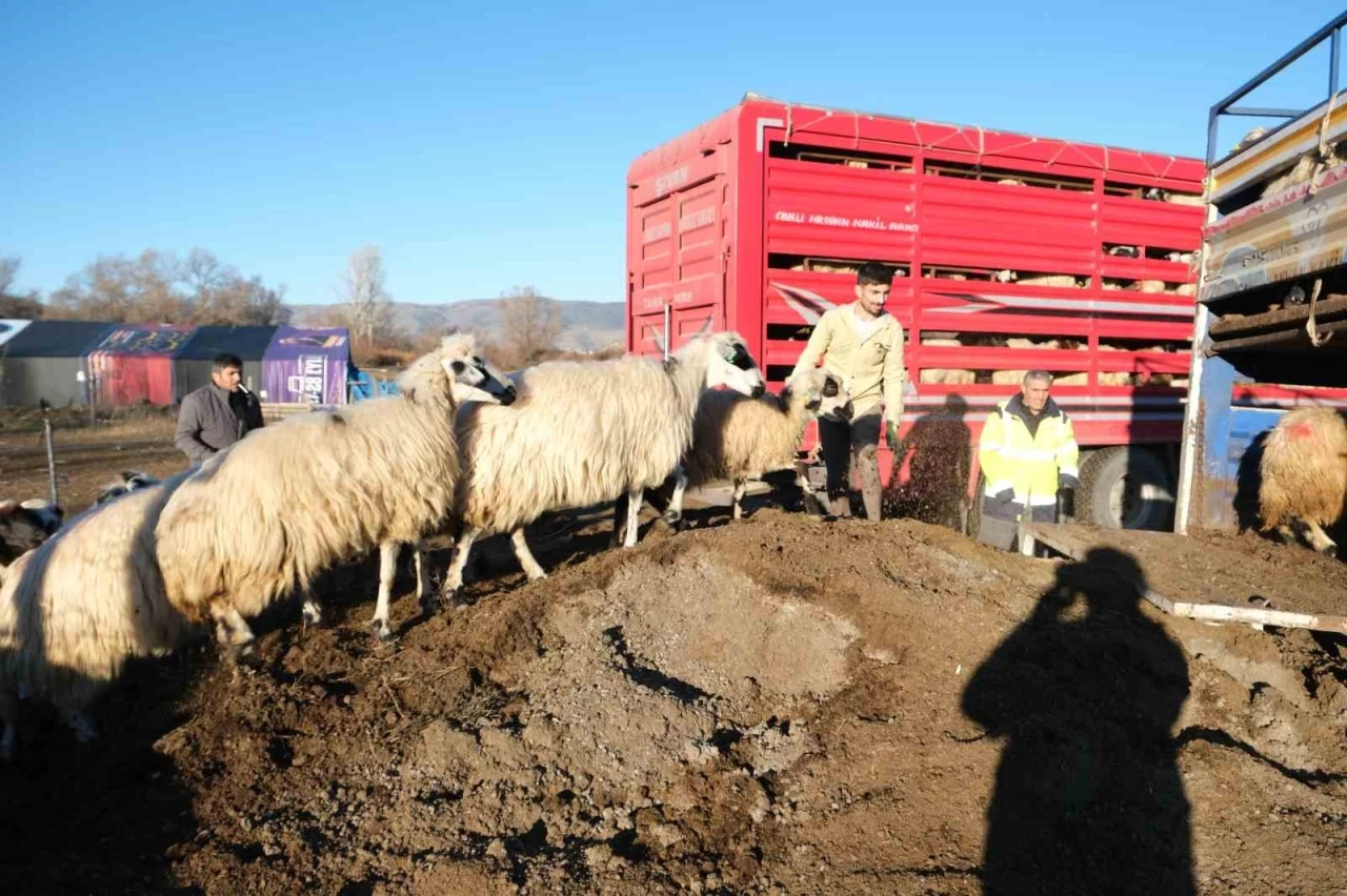Erzincan&rsquo;da soğuk hava nedeniyle s&uuml;r&uuml;ler yayladan indirildi
