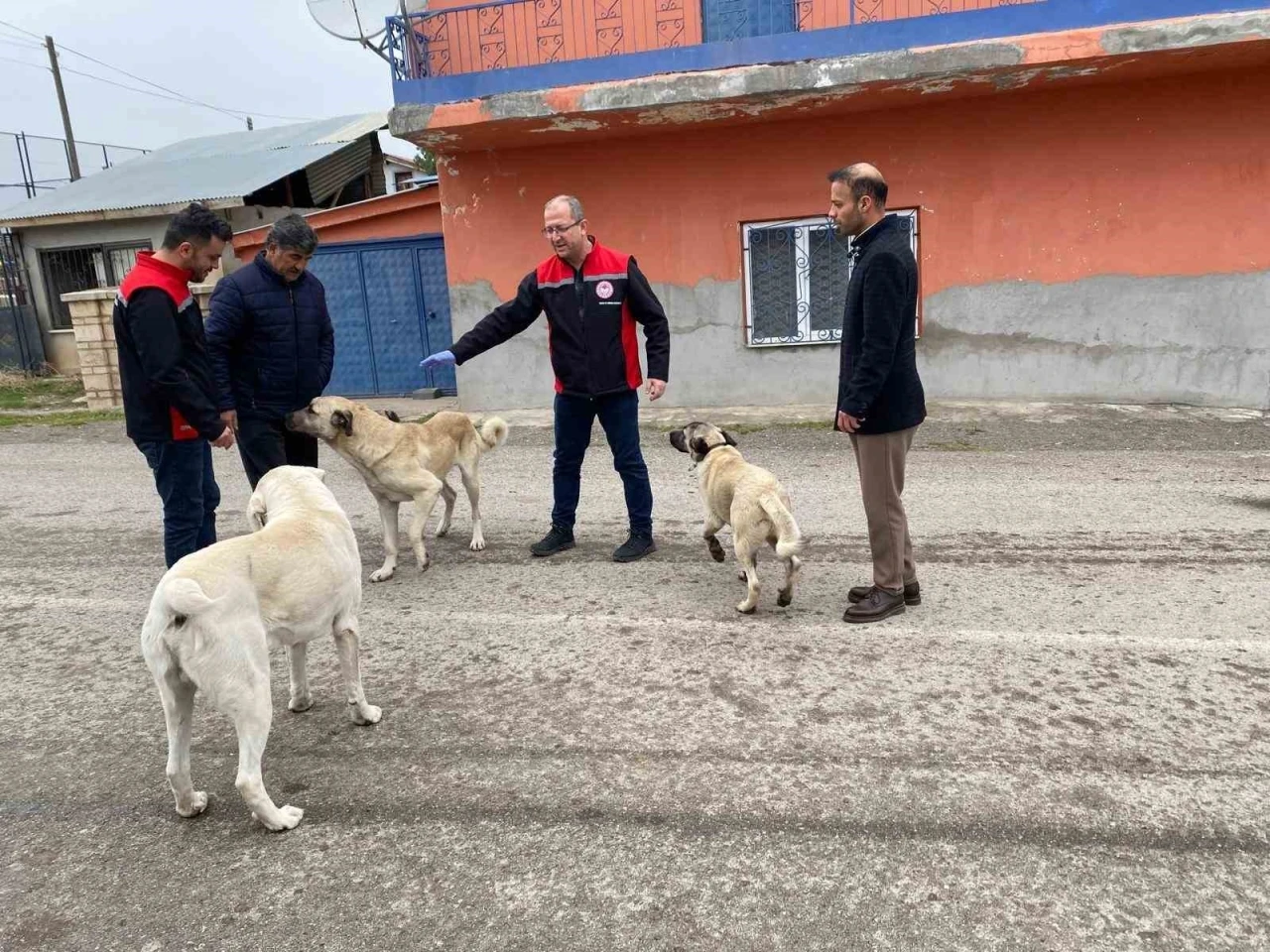 Erzincan&rsquo;da sokak k&ouml;peklerine kuduz aşısı
