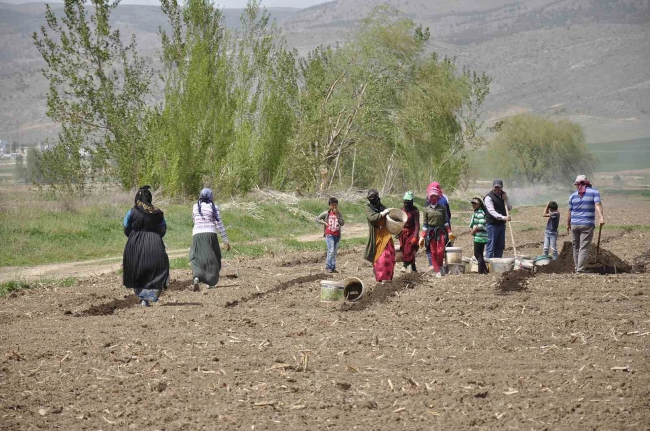 Erzincan&rsquo;da tarımın g&ouml;r&uuml;nmeyen kahramanları: Mevsimlik iş&ccedil;iler
