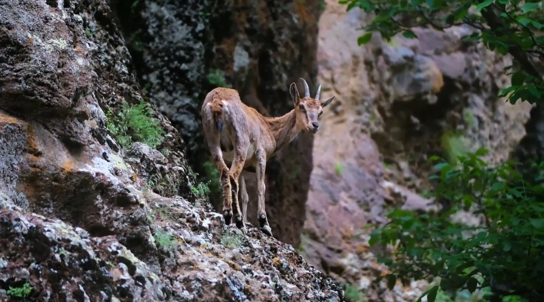Erzincan’da yaban keçileri havadan görüntülendi
