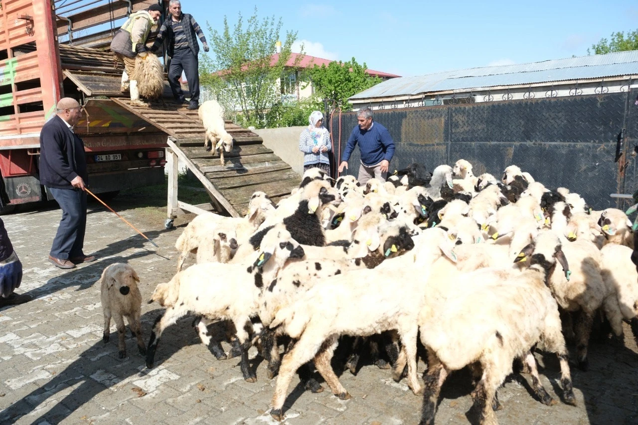 Erzincan’da yayla göçü başladı: Şavaklı üreticiler emek yolculuğunda
