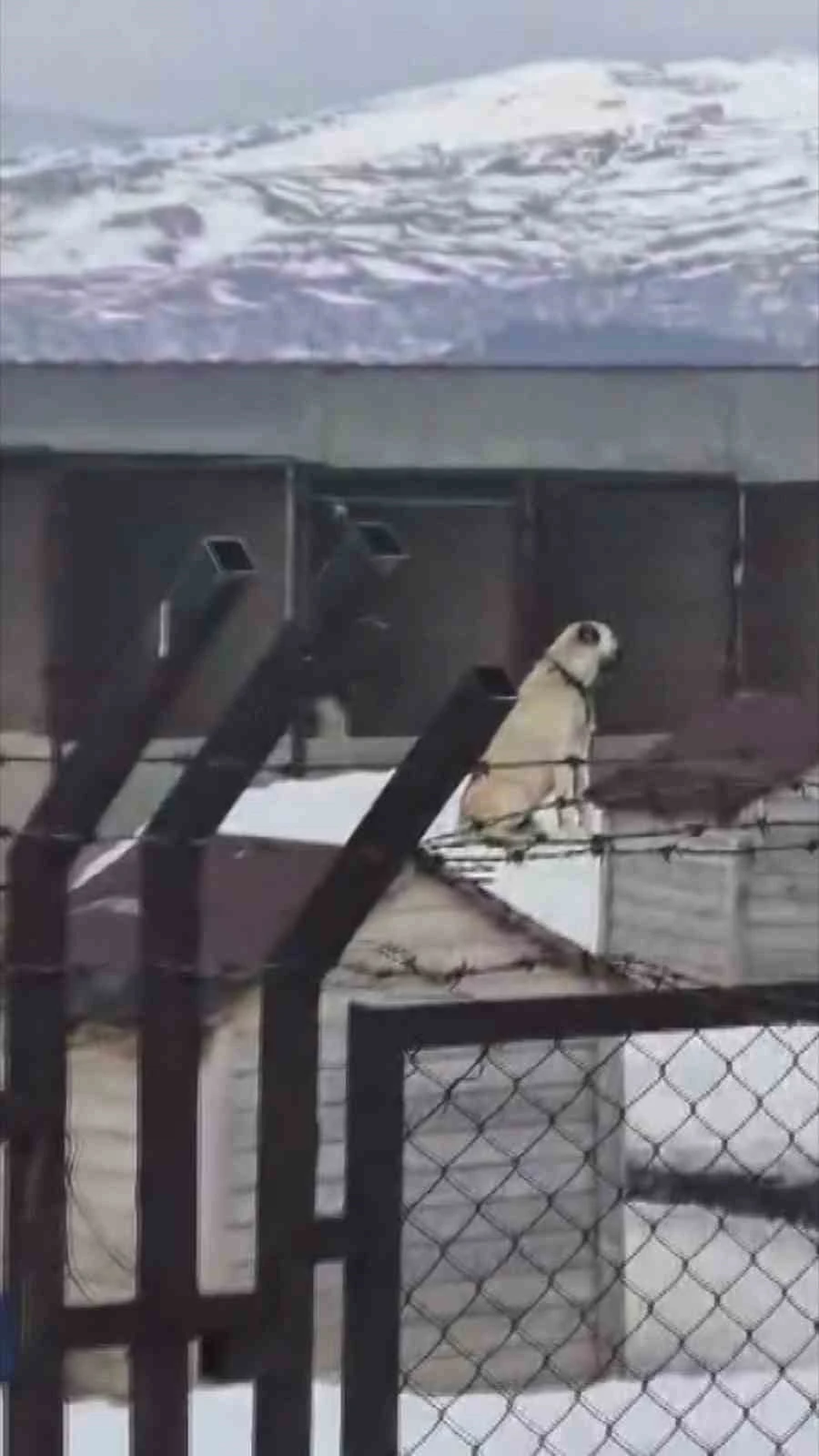 Erzincan&rsquo;daki deprem &ouml;ncesi Sivas&rsquo;taki Kangal k&ouml;pekleri tepki verdi
