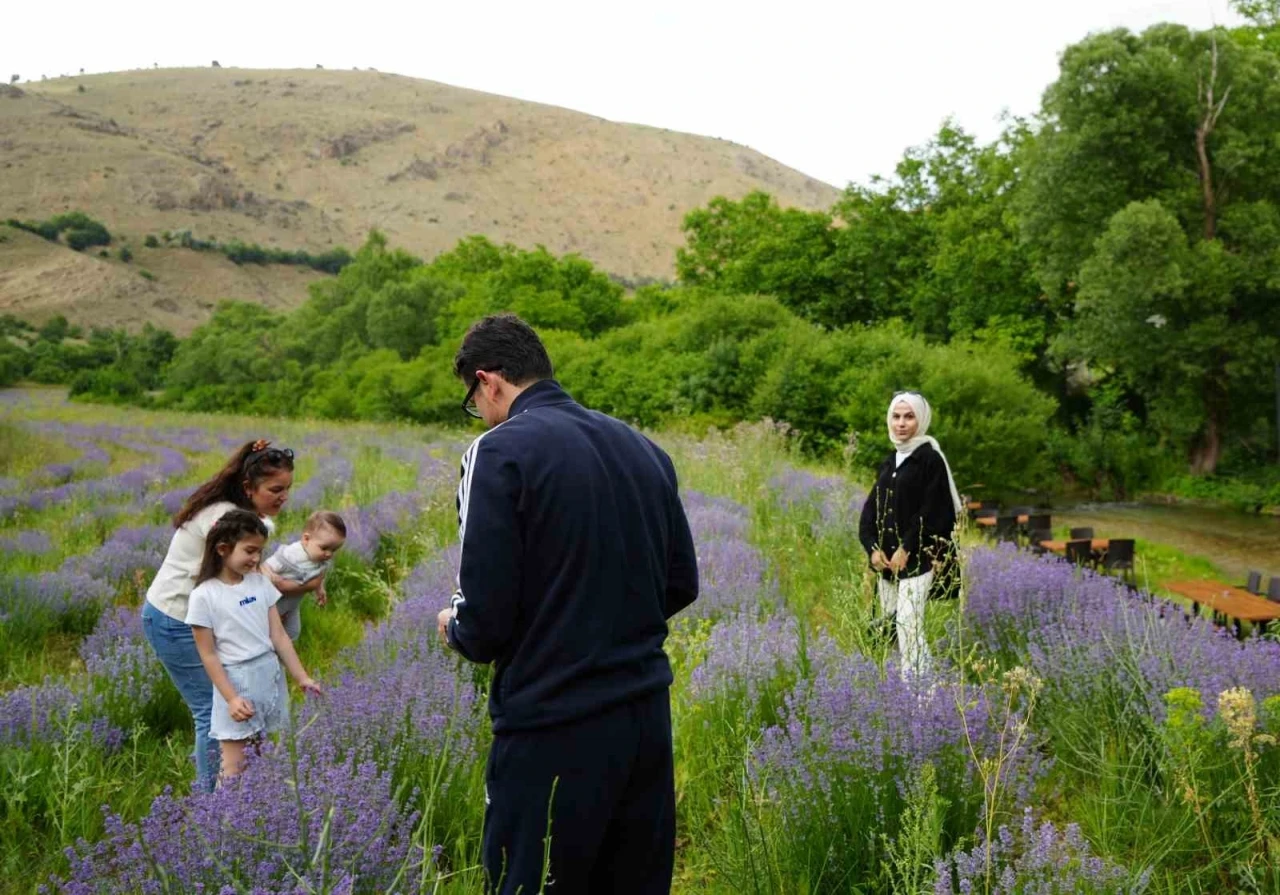 Erzincan’ın Çağlayan beldesi lavanta tarlalarıyla büyülüyor
