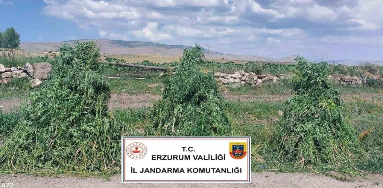 Erzurum’da 401 bin 676  kök kenevir imha edildi
