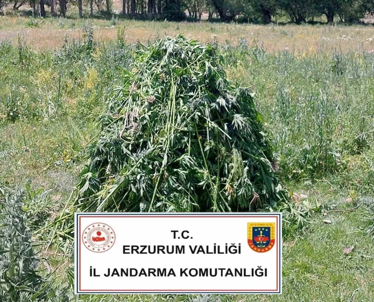 Erzurum’da 867 kök kenevir bitkisi ele geçirildi
