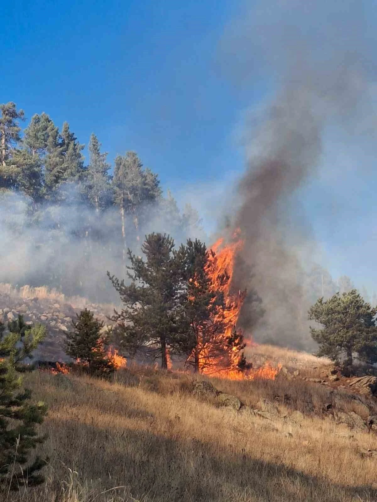 Erzurum’da orman yangını
