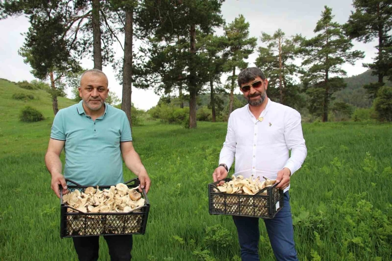 Erzurum’da vatandaşlara &quot;zehirli mantar&quot; uyarısı
