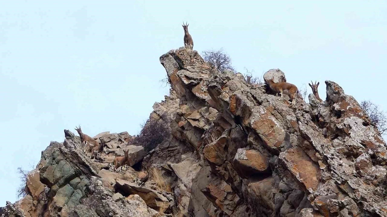 Erzurum&rsquo;da yaban hayatı fotokapanlara takıldı
