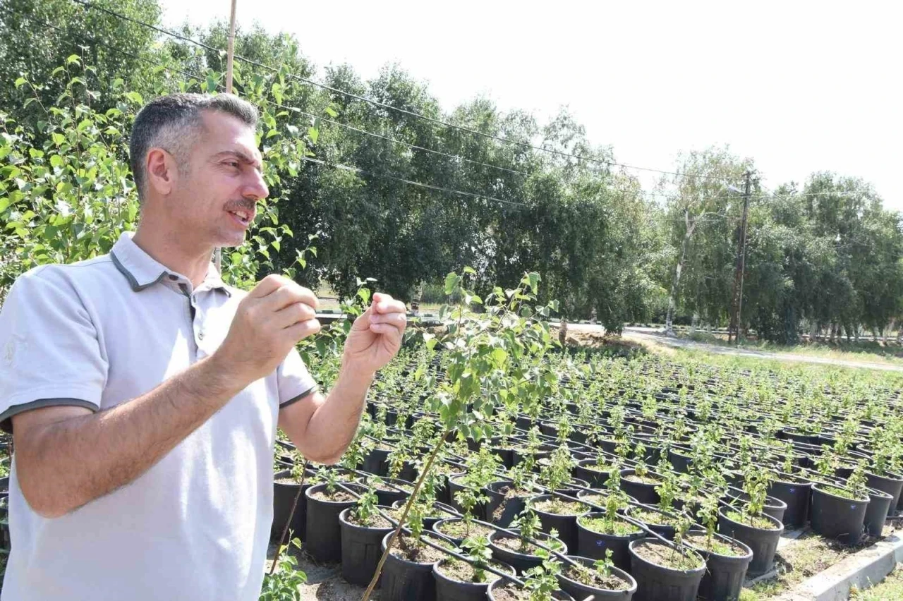 Erzurum Orman Bölge Müdürü Karakurt: &quot;Bölgede yıl sonuna kadar 908 bin fidan toprakla buluşturulacak&quot;

