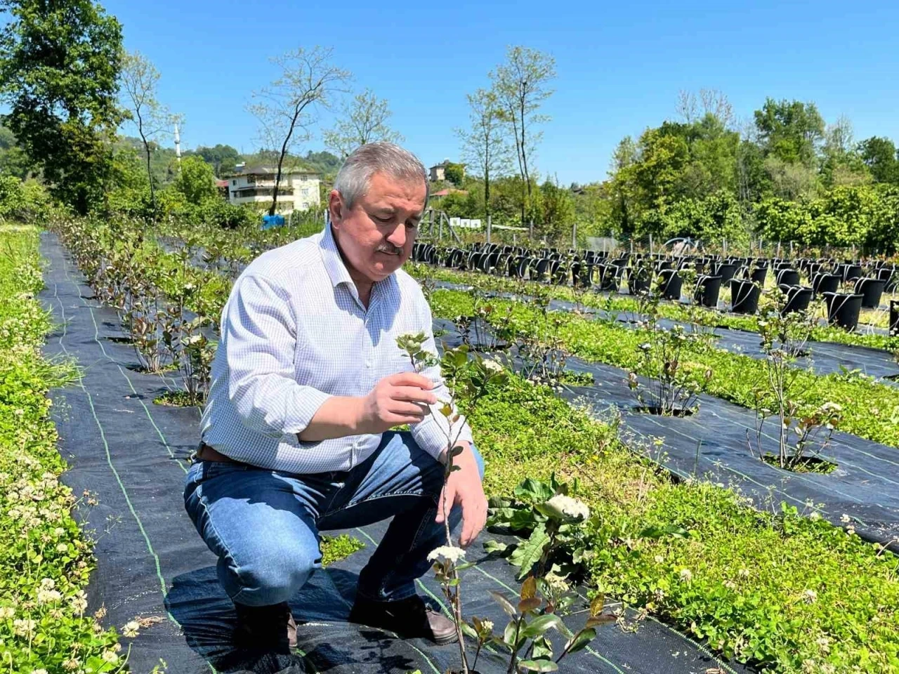 Eski başkanın &quot;şifa bahçesi&quot;: Siyasi yorgunluğu tıbbi aromatik bitkilerle atıyor
