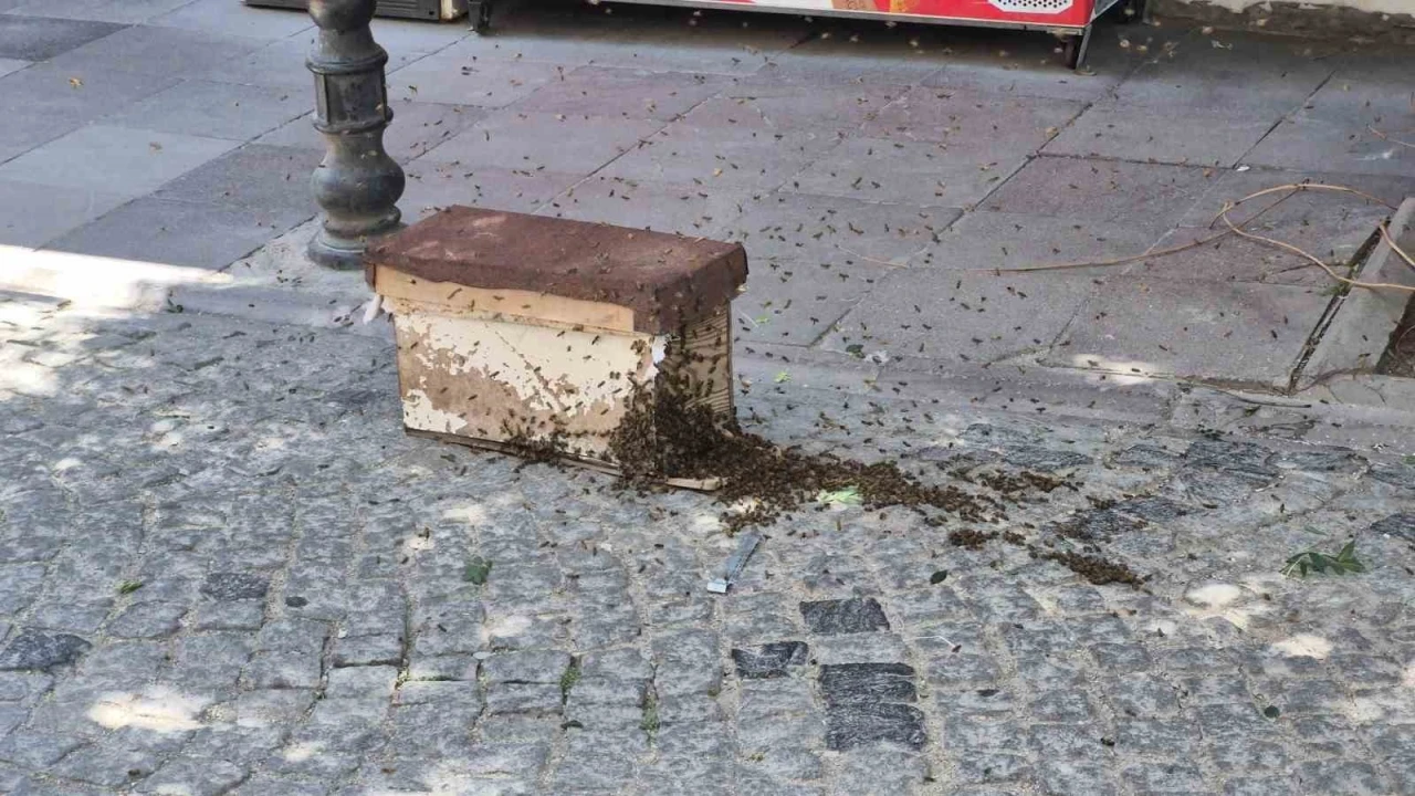 Eskişehir’de arı paniği