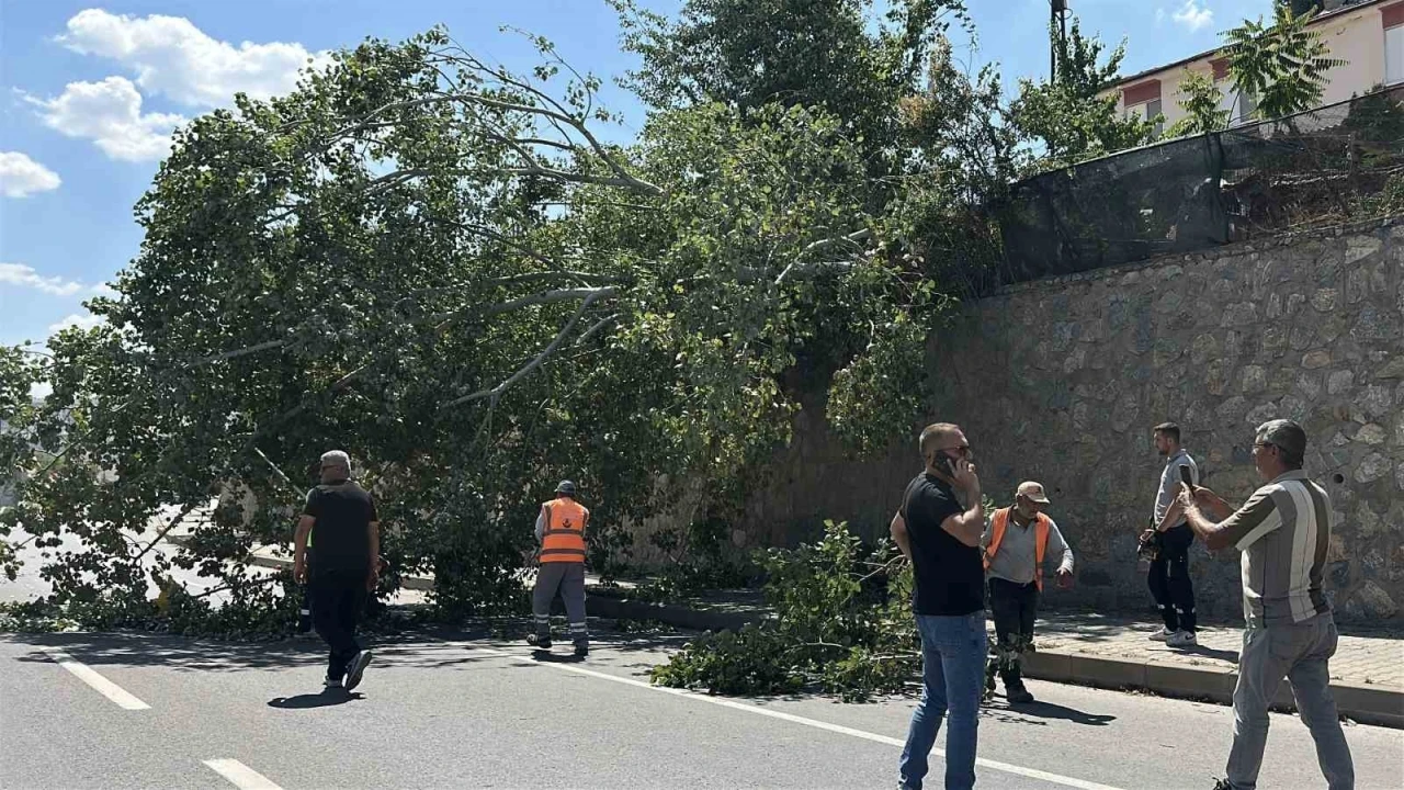 Eskişehir&rsquo;de devrilen ağa&ccedil; kara yolunu kısmen trafiğe kapattı
