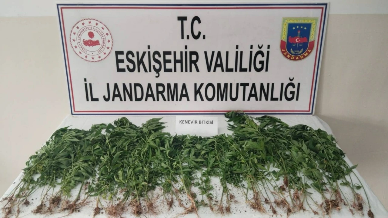 Eskişehir’de kamu arazisine kenevir eken şahıs suçüstü yakalandı
