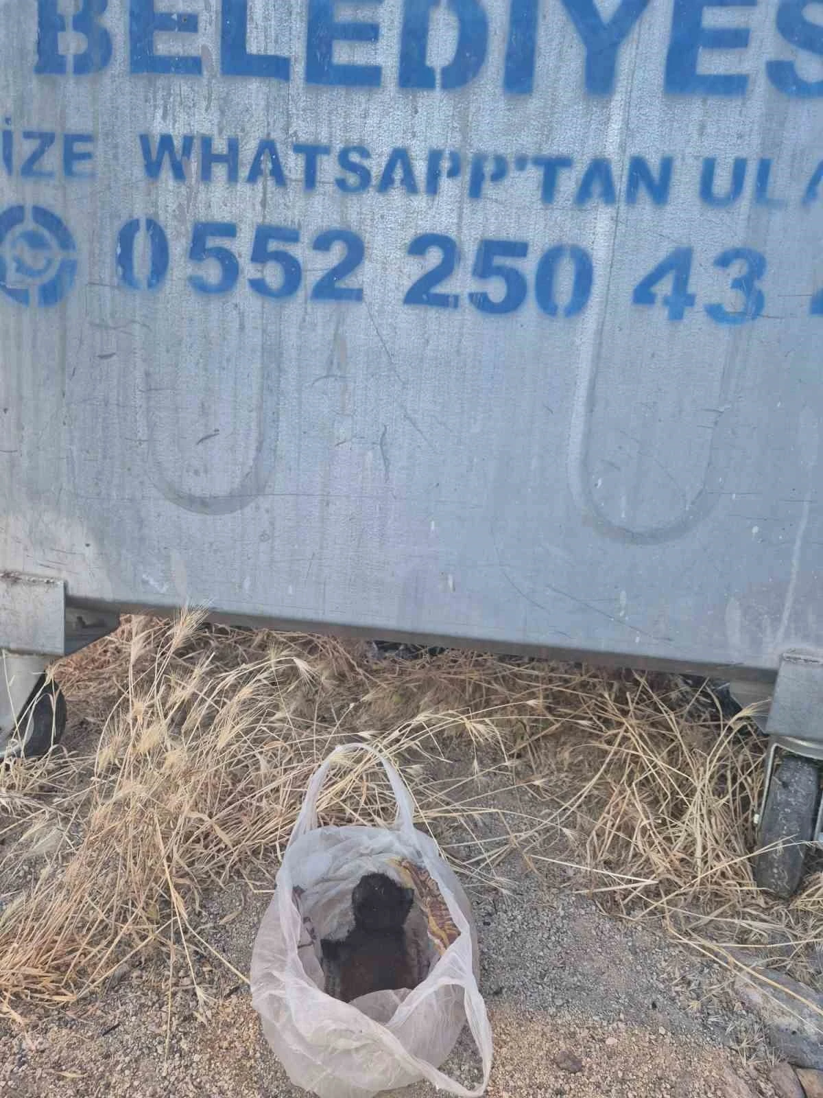 Eskişehir&rsquo;de kan donduran olay: Yavru kedinin ağzını bantlayıp poşetle &ccedil;&ouml;pe attılar
