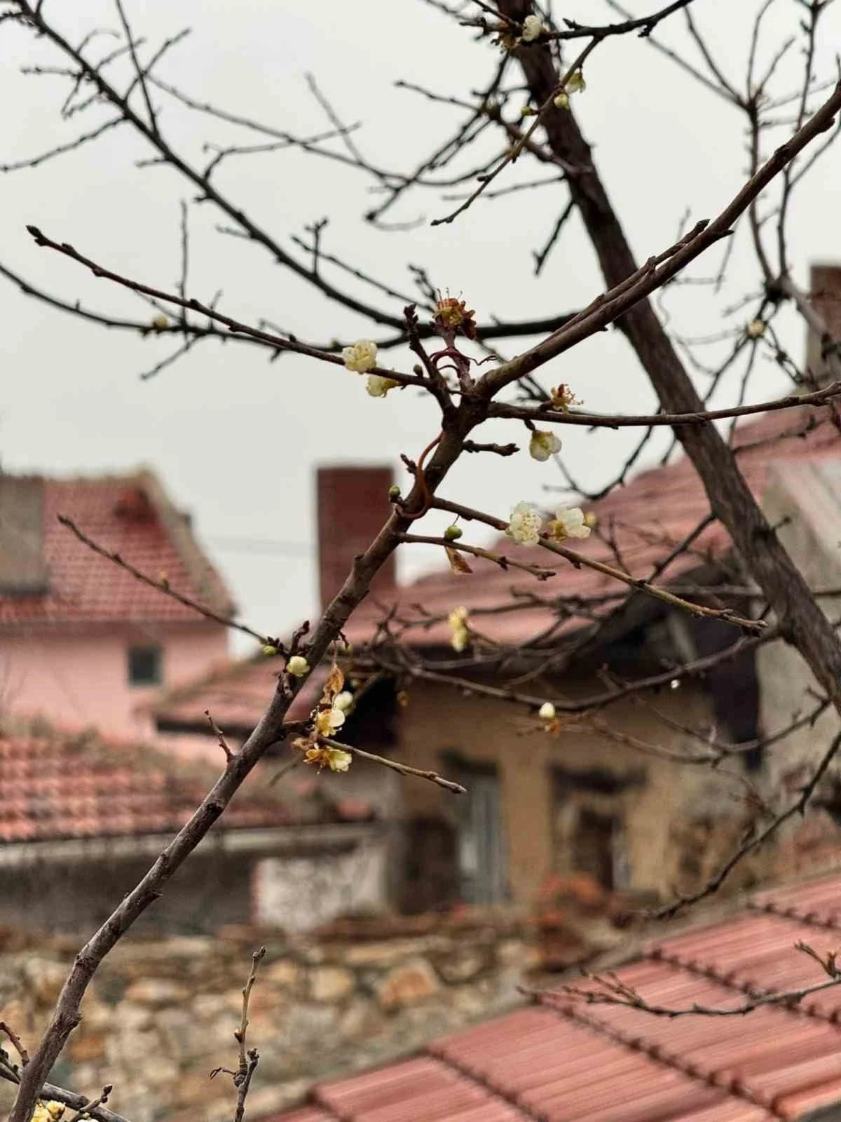 Eskişehir&rsquo;de kayısı ağacı Aralık ayında &ccedil;i&ccedil;ek a&ccedil;tı
