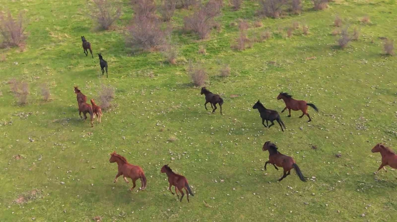 Eskişehir’deki yılkı atların özgür halleri havadan görüntülendi
