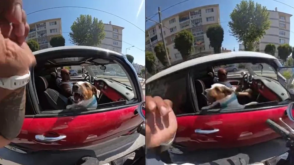 Motosiklet Sürücüsü Köpeği Sevmek İstedi, O Anlar Kask Kamerasına Yansıdı: Herkes Kahkahaya Boğuldu!