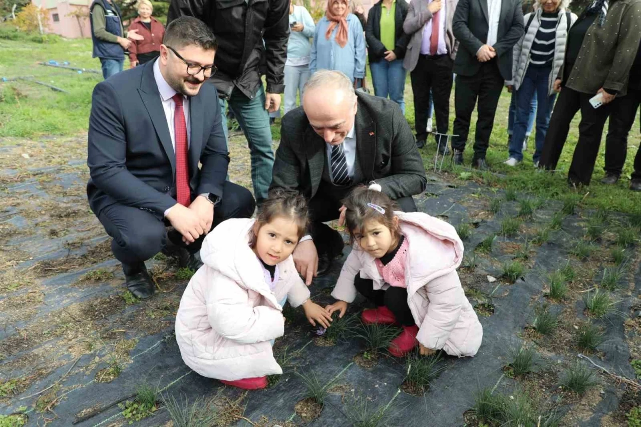 Eskişehir safran üretiminde birincilik yolunda
