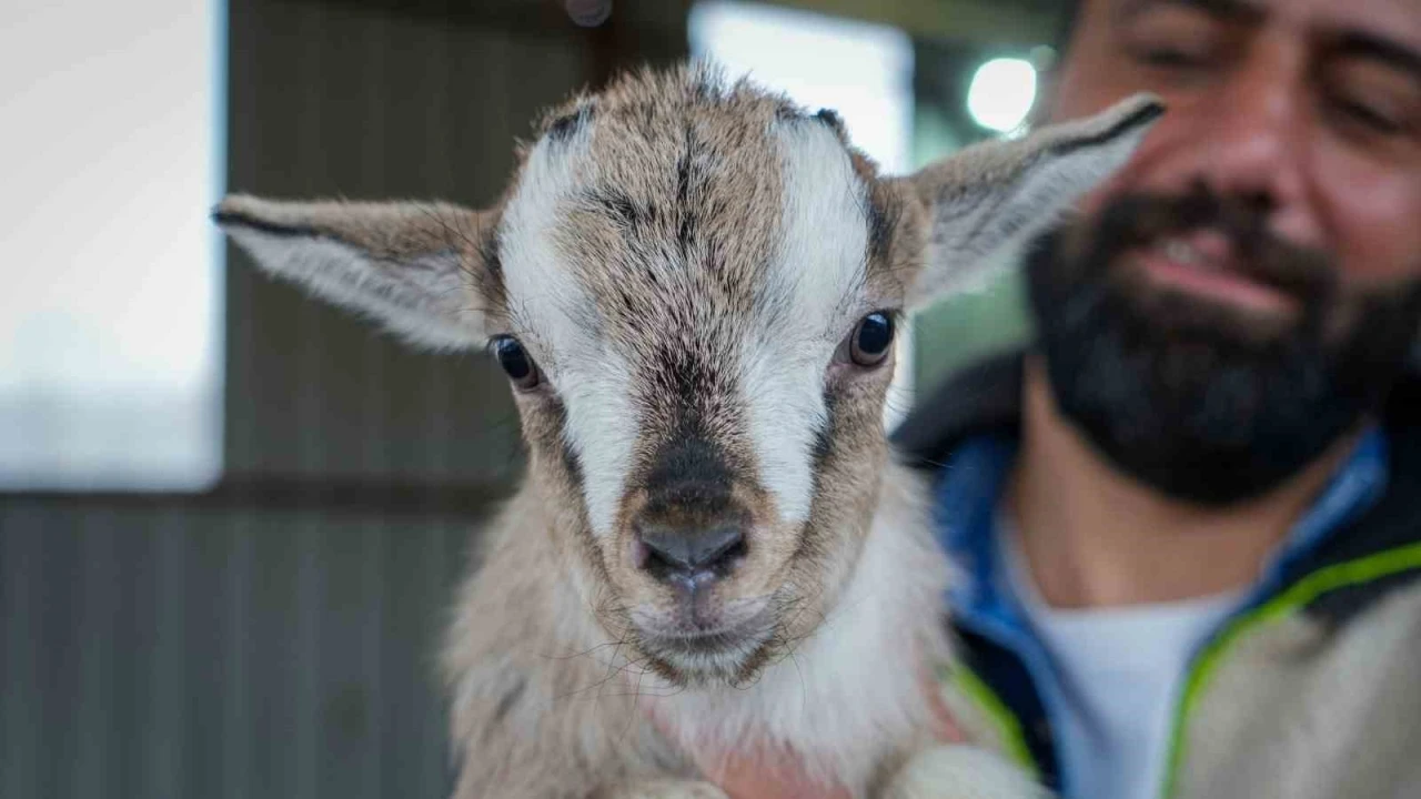 Evcil hayvanlara yeni alternatif: Kedi k&ouml;peğin yerini &lsquo;c&uuml;ce ke&ccedil;i&rsquo; alabilir
