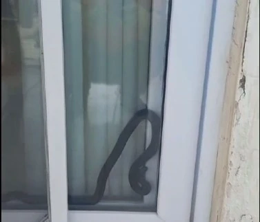 Eve giren yılan korkuttu
