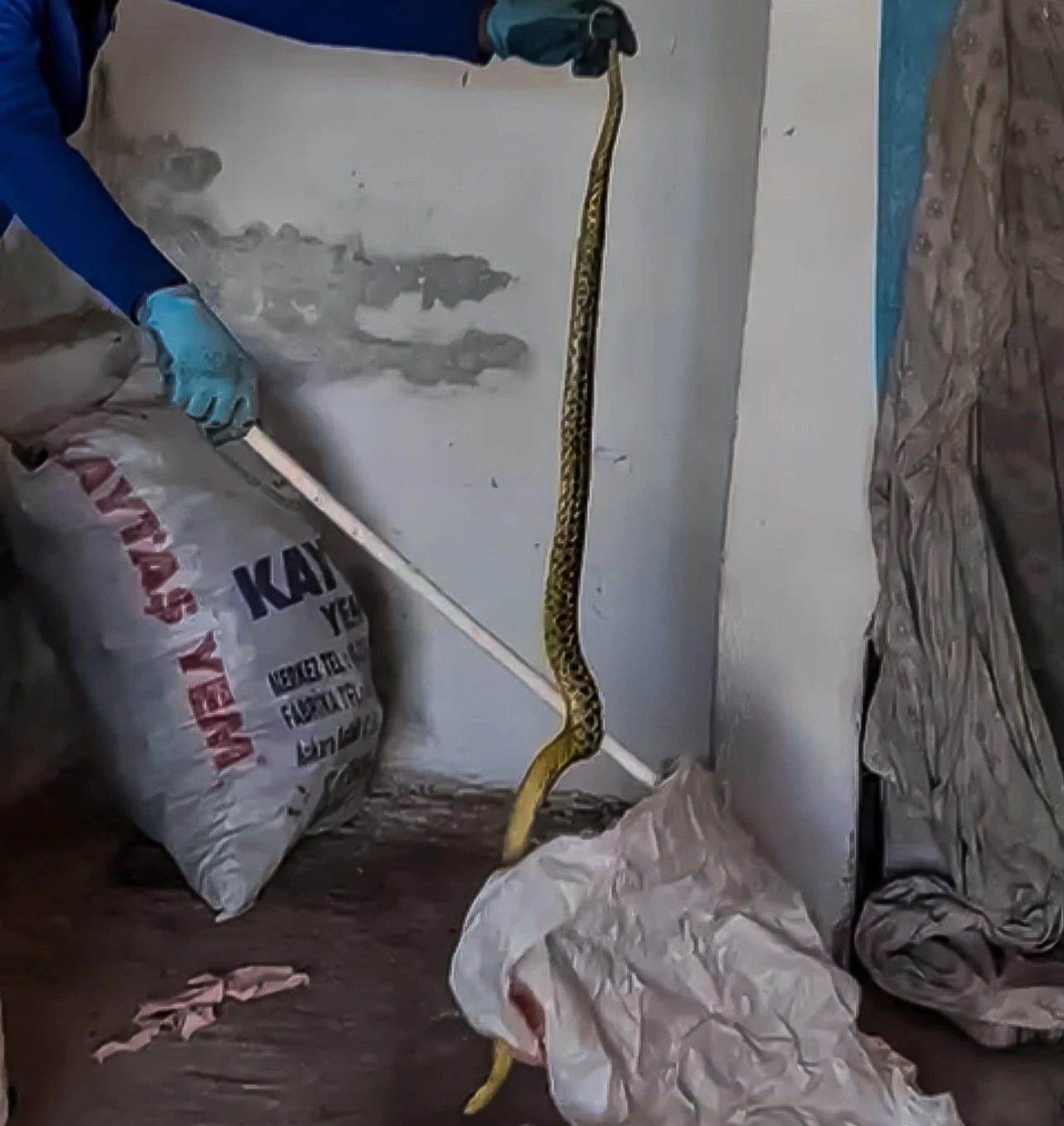Evinde kakaladığı 2 metrelik yılanı zarar vereden alıp doğaya bıraktı
