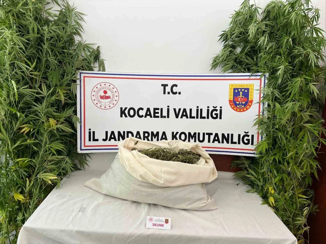 Evini uyuşturucu serasına çevirdi

